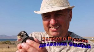 Запрет в России движения Фембой