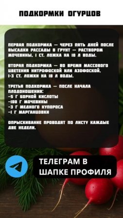 КАК правильно подкармливать огурцы? #огурцы #огород #урожай