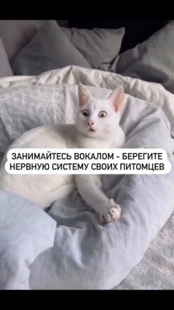 Бедный кот