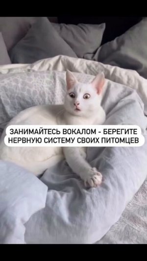 Бедный кот