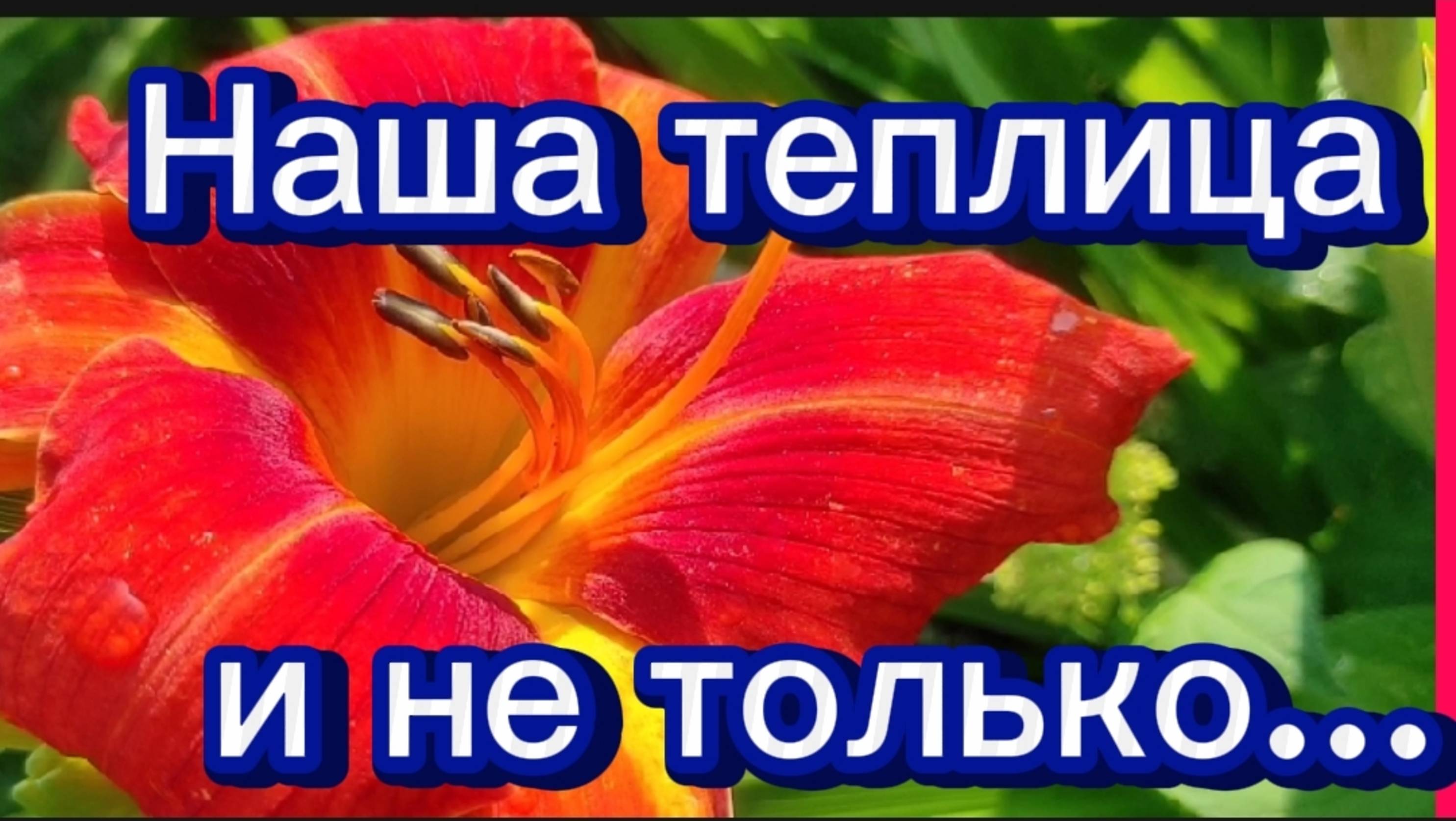 Наши помидорки и т. д. Молодые ласточки вылетели из гнезда... 
теплица. Малина...