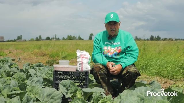 КАПУСТА МИГОМ НАРАСТИТ ОГРОМНЫЕ КОЧАНЫ без болезней и вредителей после этой подкормки в июле