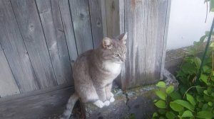 Дачи озеро Тагарское .Город Минусинск.Красноярский край