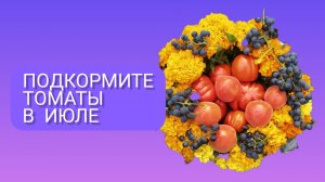Реанимация томатов в июле. Повторяю цветение.     #сезонконтентаRUTUBE