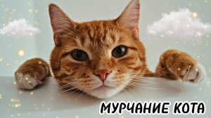 МУРЛЫКАНЬЕ КОТА .