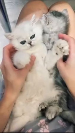 playing with kittens