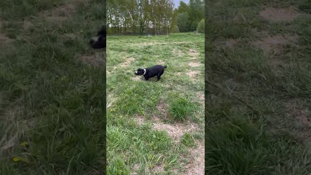 rutube.ru