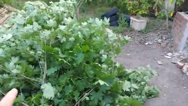 Саня Новиков. Приучаем поросят. Начал заготавливать.