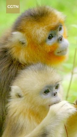🐒 Золотистые курносые обезьяны в заповеднике Байхэ