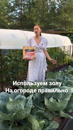 Используем золу на огороде правильно.