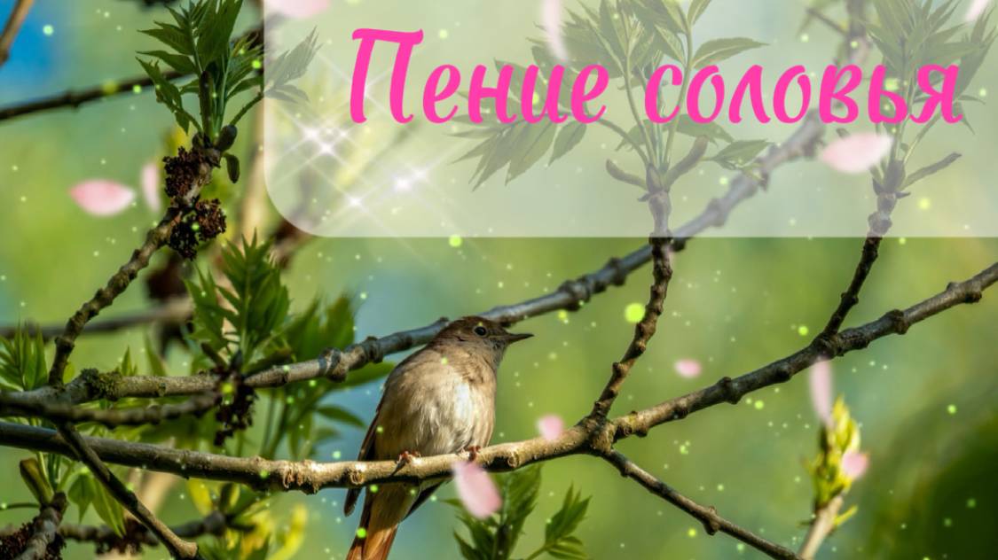 Пение соловья 🤍. Тихая речка и лесные птицы.
