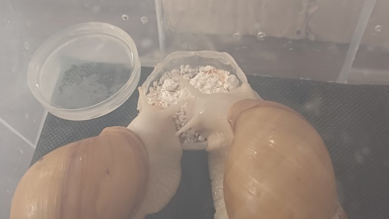 Как едят улитки
