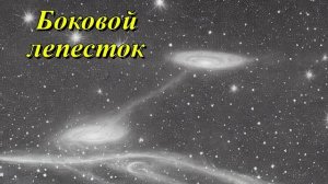 Боковой лепесток