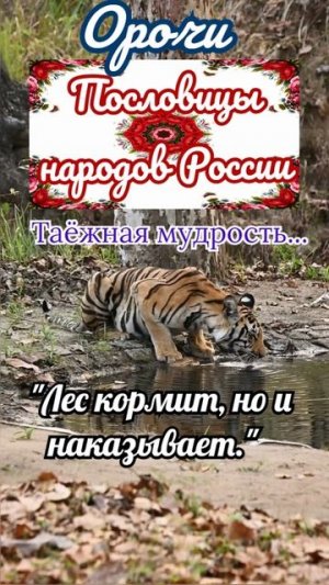 пословицы