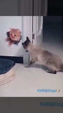 Это откуда к нам такого красивого котика занесло😂