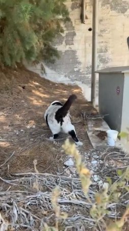 На греческом острове Крит живёт кот по имени Chonkus Maximus — он пухлый, харизматичный, ленивый