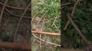 Черенкование винограда