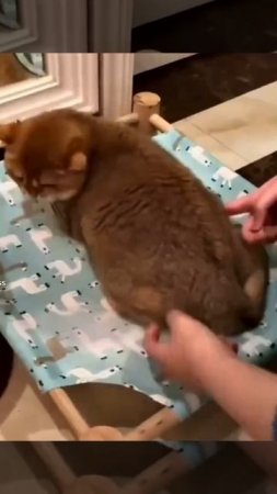 playing with cat