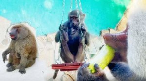 Так ЛОВКО Люся залезла на качелю! Елисей ЛЮБИТ Лиду и кабачки. Рокки НЕ ПРИНЯЛ наши ухаживания.