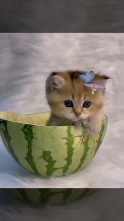 nice kitty