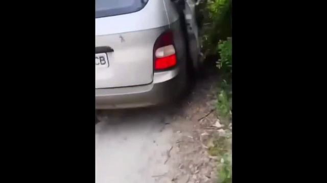 Шакальи стаи на западенщине...