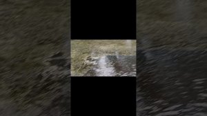 рыба гибнет в пруду(((