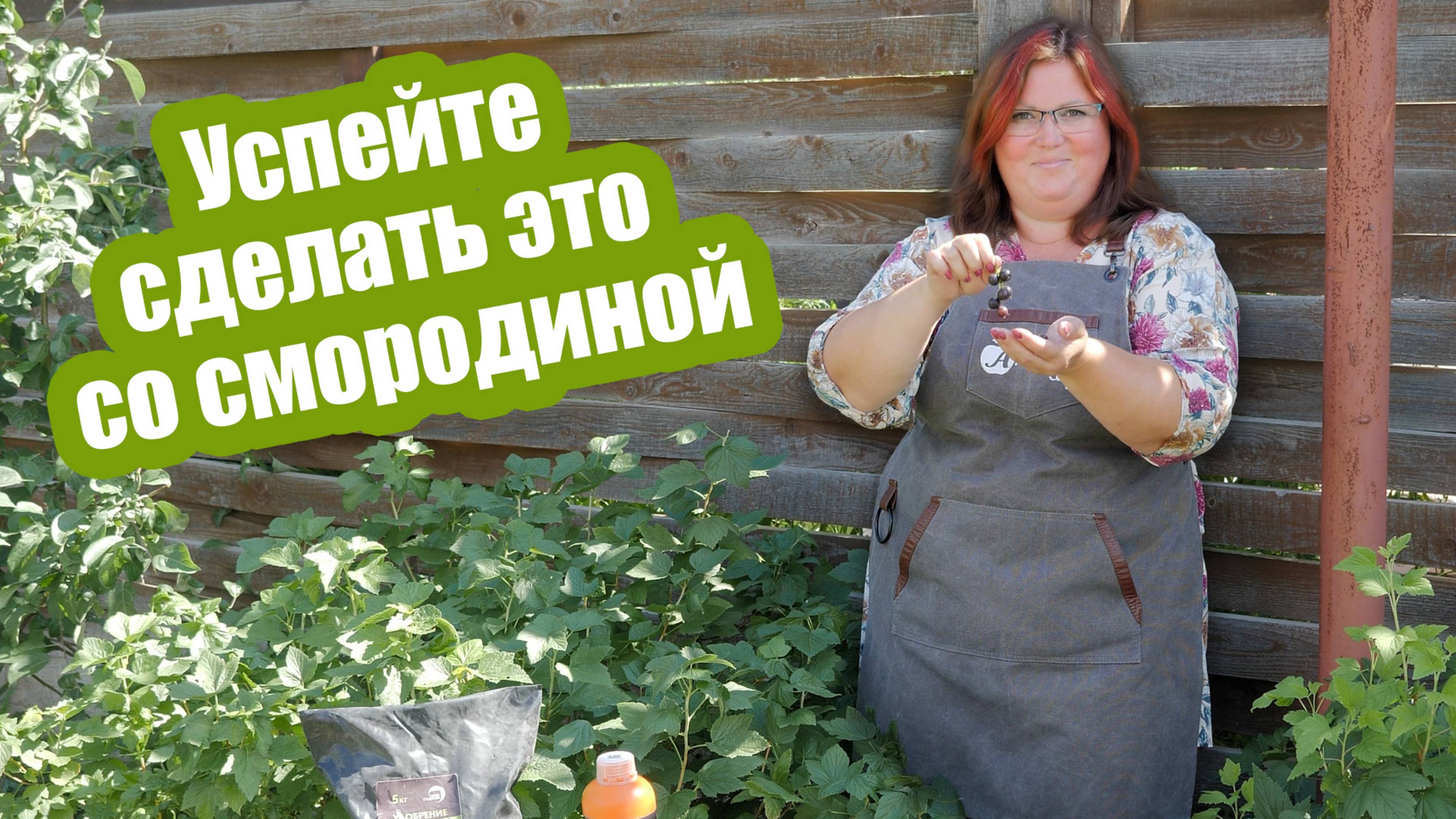 СМОРОДИНА В АВГУСТЕ: что сделать со смородиной после сбора урожая