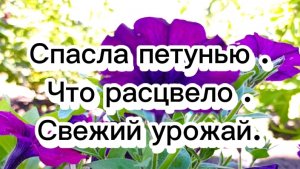 16-07-2025Спасла петунью.Что расцвело.Свежий урожай.