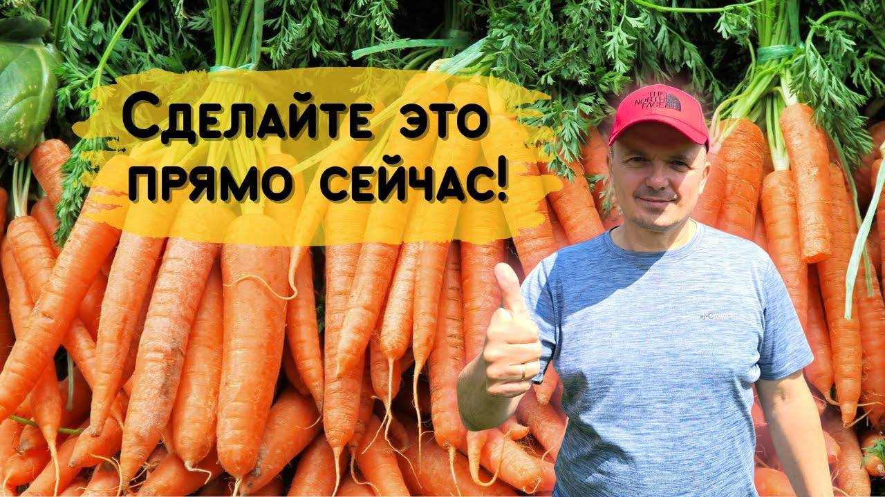 Июльский посев моркови для длительного хранения!