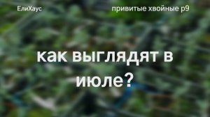 Привитые хвойные ЕлиХаус в р9 июль 2025