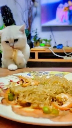 pussy eats from the table