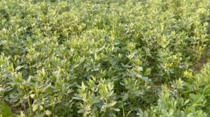 Индийский свекр учит завязывать сына галстук. Отправляем тетю в деревню. Дождалась нового айфона