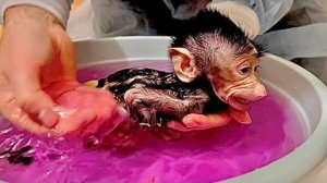 Доктор Василий купает, сушит феном и обрабатывает маленькую Анфису, а я переживаю что ей холодно)))