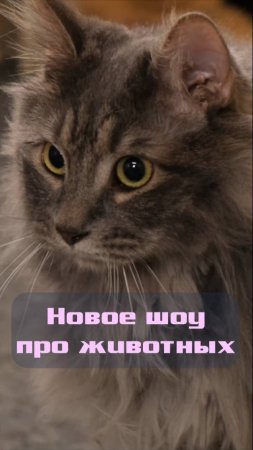 КУСЬ-ШОУ. Новый сезон- Курильский бобтейл!