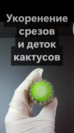 Укоренение срезов и деток кактусов_Дарья Пожарова