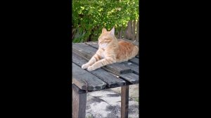Кот. Фокс