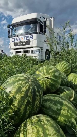 Арбуз оптом с поля от производителя Великие Копани. Россия. Copany Market Premium