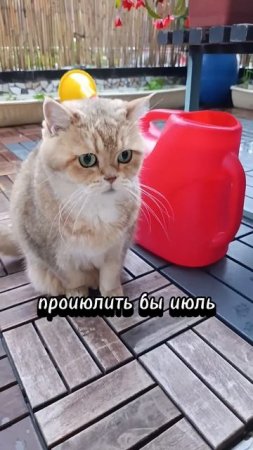Проиюнили июнь  #cat #коттоша #кот #котики #cutecat #котик #золотаяшиншилла