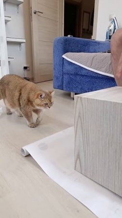 Что такое курдючок у кошек? #cat #кот #коттоша #кошка #котики  #cute #cutecat  #золотаяшиншилла