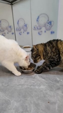 does not let you eat