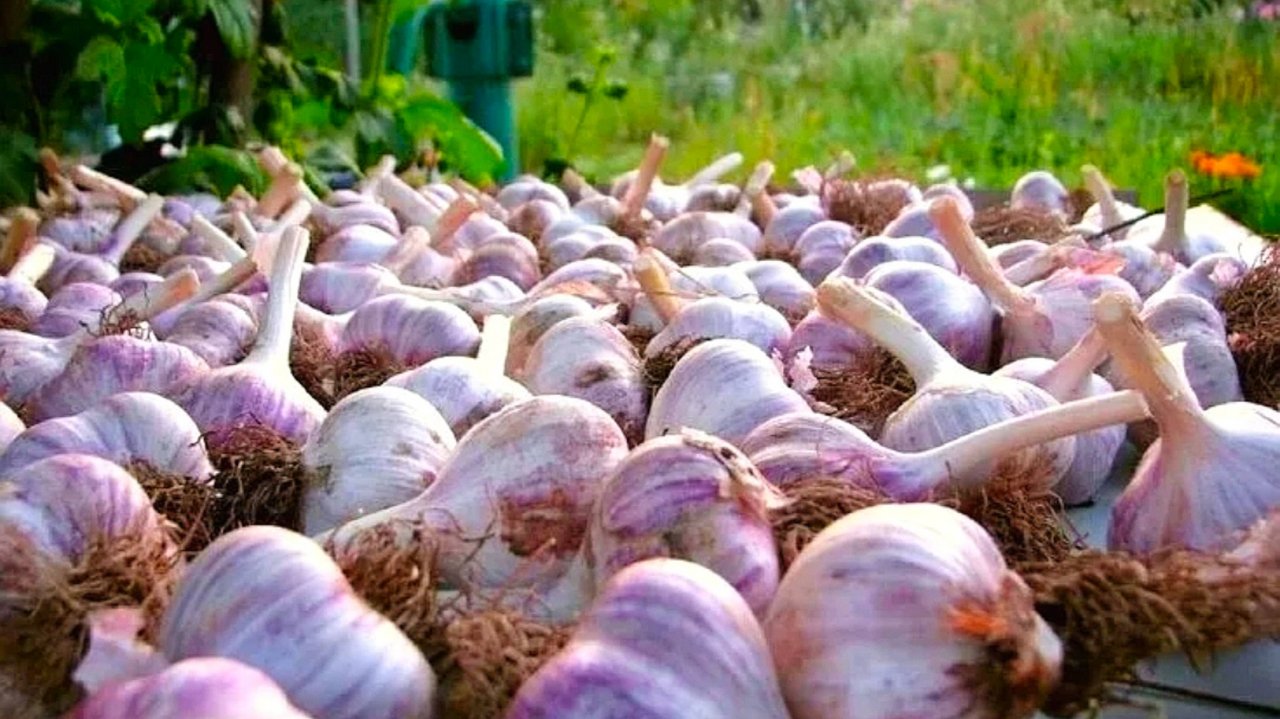 СУШКА ЧЕСНОКА ПОСЛЕ УБОРКИ