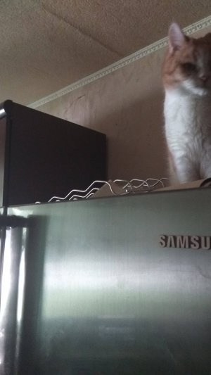 Без кота жизнь не та!!!