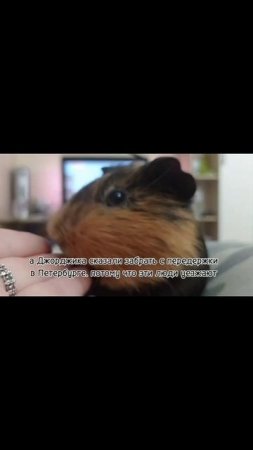 Сегодня грущу из-за Джорджа.
Папа улетел в Петербург на несколько дней, потом поедет в Пыть-Ях.