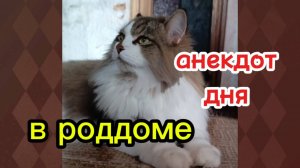 Анекдот дня. В роддоме.