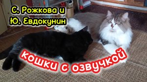 Кошки с озвучкой. С. Рожкова и Ю. Евдокунин.