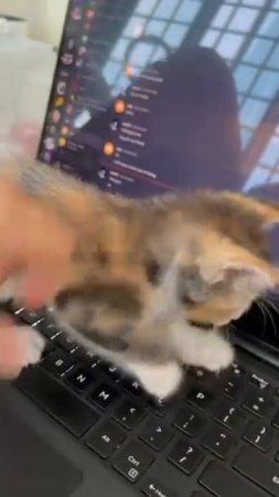 kitten at the computer