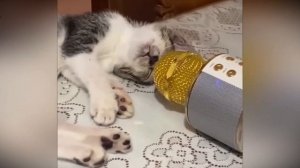 МИЛЫЕ КОТИКИ БЕРЕГИТЕ ЖИВОТИКИ