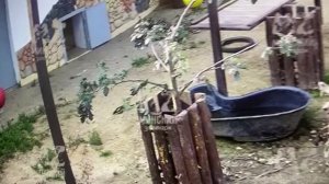В понедельник в гости сорока прилетала. Мясо поклевала 14.07.2025