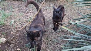 Магия пансионата: как котики в Приморье предчувствуют ужин 🐾✨
