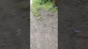 Гуляю (часть 1)
